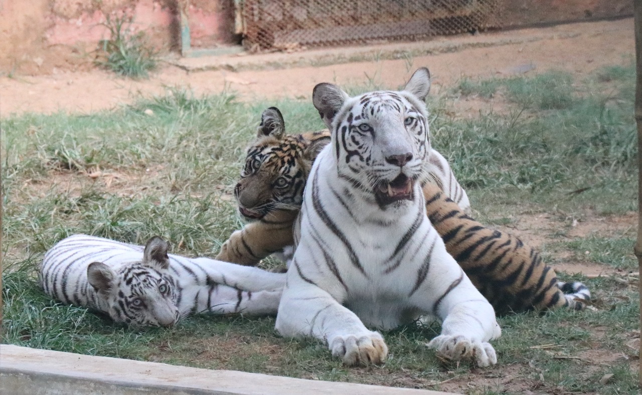 Nandankanan Zoological Park