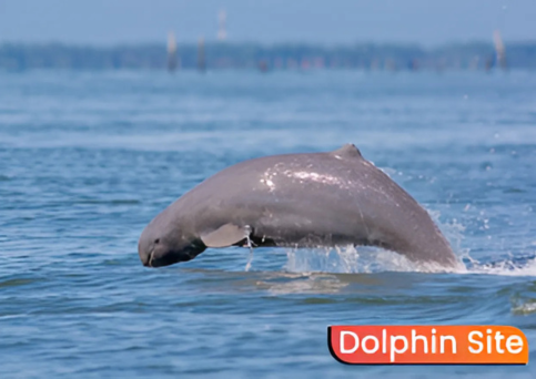 Chilika (Satapada) Tour